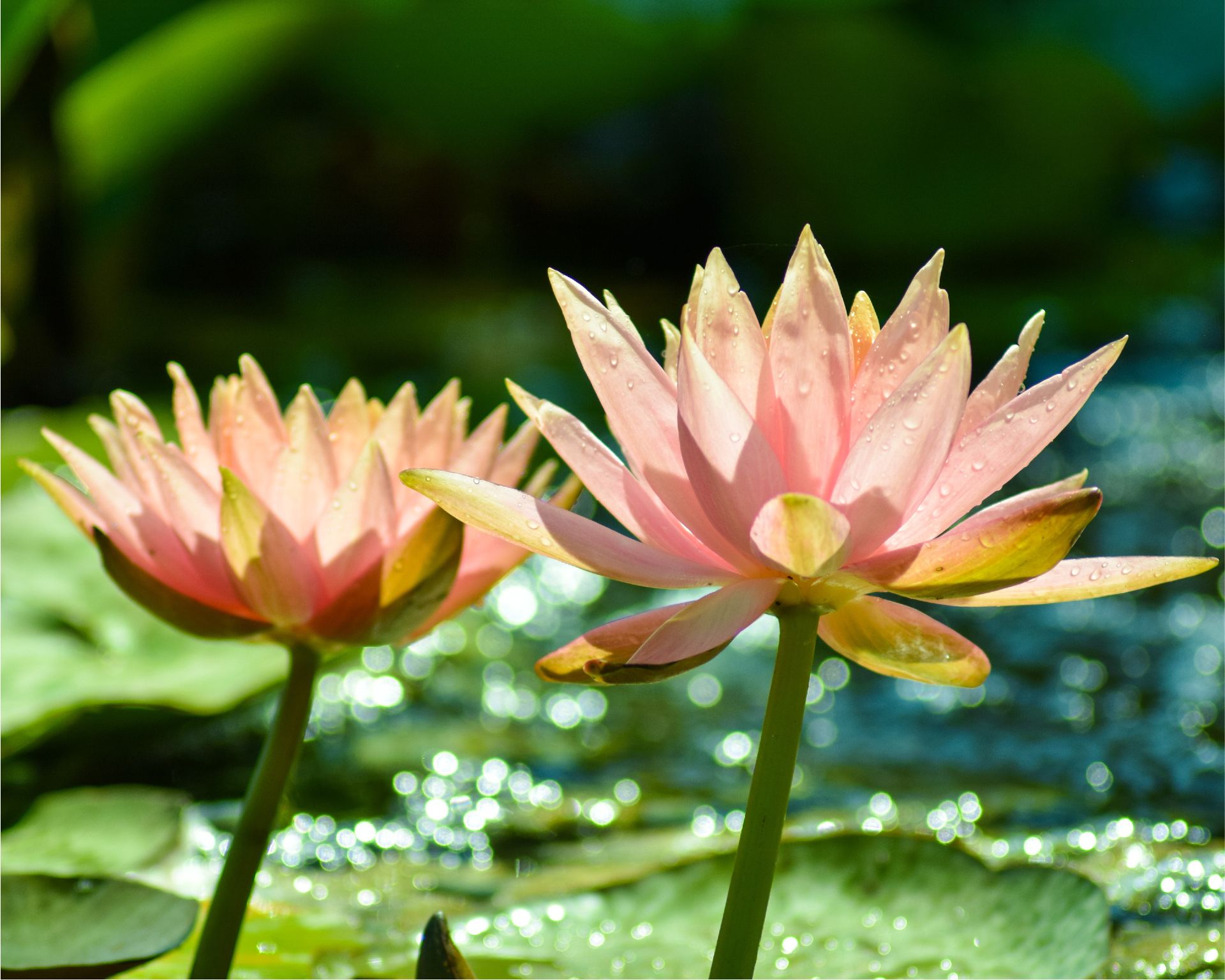 Terra Botanica: les jardins extraordinaires